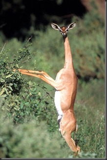 animals-9 animals-9