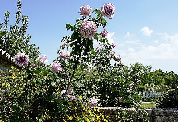 roseira - rosa lilás Gloria Ishizaka