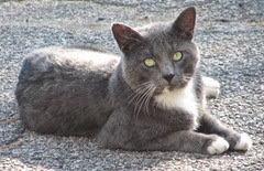 smokey kitty in driveway2..10.2013