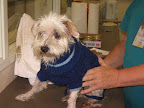 This poor guy was just howling at the walls- temporarily blind and burning from the toxins and now deaf from untreated ear infections that led to ruptured ear drums. This poor guy was just howling at the walls- temporarily blind and burning from the toxins and now deaf from untreated ear infections that led to ruptured ear drums.