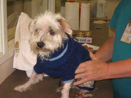 This poor guy was just howling at the walls- temporarily blind and burning from the toxins and now deaf from untreated ear infections that led to ruptured ear drums. This poor guy was just howling at the walls- temporarily blind and burning from the toxins and now deaf from untreated ear infections that led to ruptured ear drums.