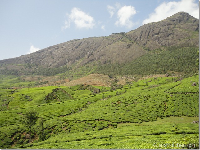munnar tour 220 munnar tour 220