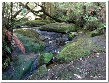Babbling brook through the forest.