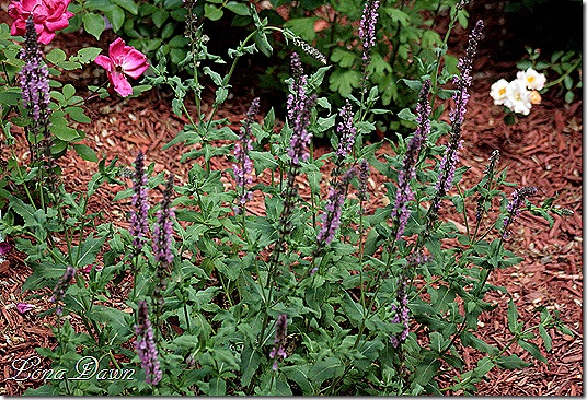 Salvia_Rose_Queen_May20