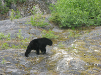 Black Bear at Exit Glacier.
