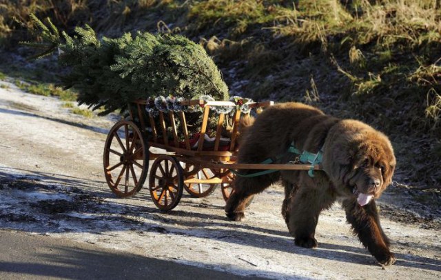 Dylan, a Newfoundland dog, pulls Christmas trees from the forest to a customer's car at Dalby, near Pickering, northern England December 6, 2011. The dog owners charity Aqua Nova Bears are deploying their members' Newfoundland dogs, which can weigh up to 12 stone (76 kg), to raise money for the Yorkshire air ambulance fund.  REUTERS/Nigel Roddis (BRITAIN - Tags: ANIMALS ENVIRONMENT SOCIETY)