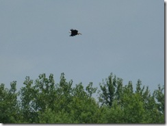 Bald Eagle on Susquehanna