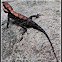 Peninsular Rock Agama