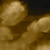 Shanghai - Pets market - Poissons in motions monochrome