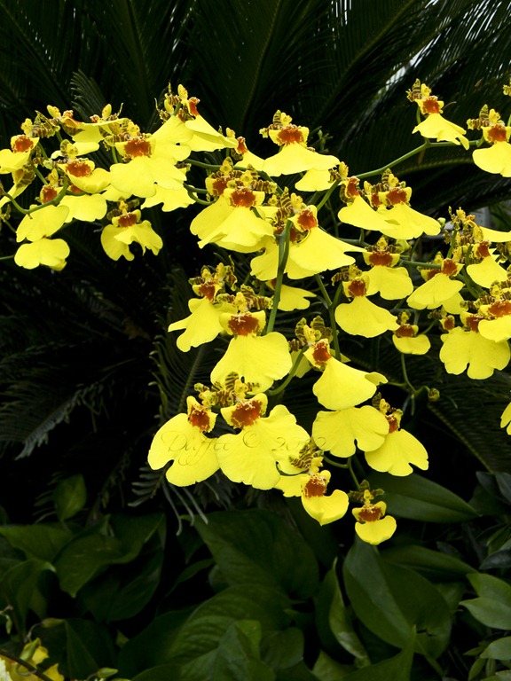 [Yellow%2520Orchids%255B4%255D.jpg]