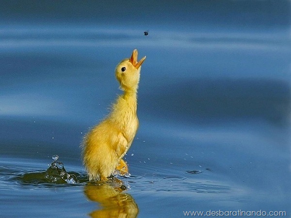 filhotes-patos-fofos-pequenos-desbaratinando (20) filhotes-patos-fofos-pequenos-desbaratinando (20)