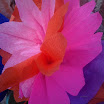 bloem.jpg