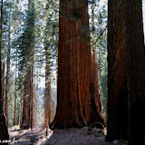 Giant Forest -  Sequoia e Kings Canyon NP, California. EUA