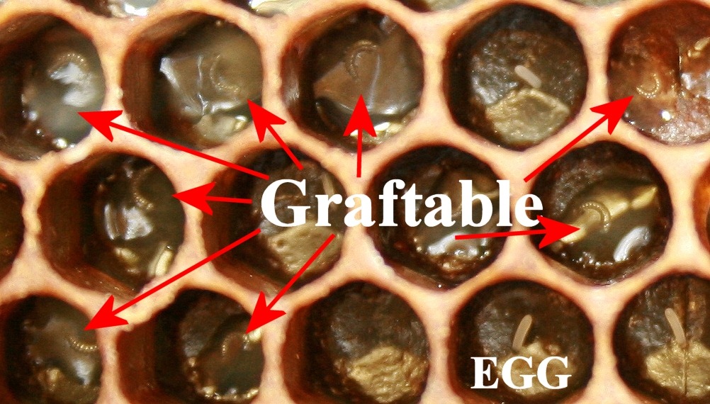 [Graftable%255B2%255D.jpg]