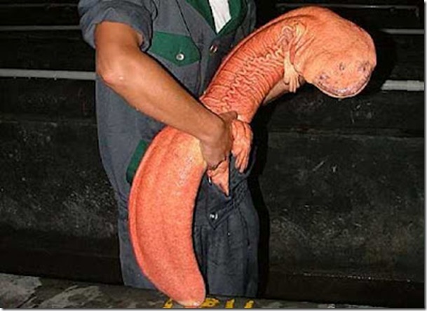 chinese-giant-salamander