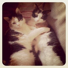 the kits