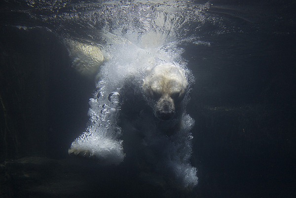 Gus the Polar Bear