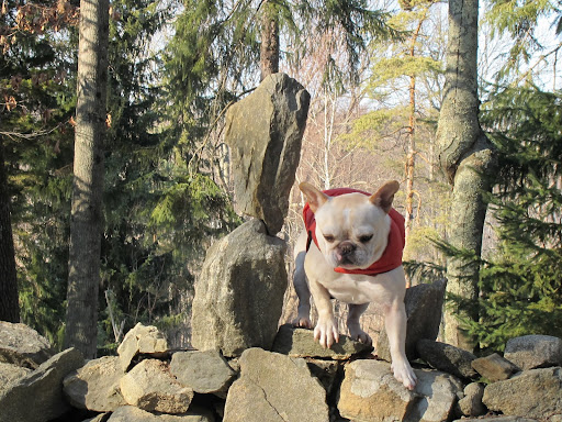 You're right, Franny.  Maybe Uncle Carlos took a wrong turn while we were napping.  Instead of driving in Connecticut, maybe we drove all the way to Mount Desert Island!  Woops!!!