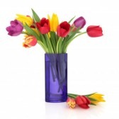 [9601871-tulip-flowers-in-rainbow-colours-in-a-blue-glass-vase-and-loose-isolated-over-white-background%255B5%255D.jpg]