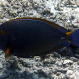Blues and Golds - Noumea, New Caledonia