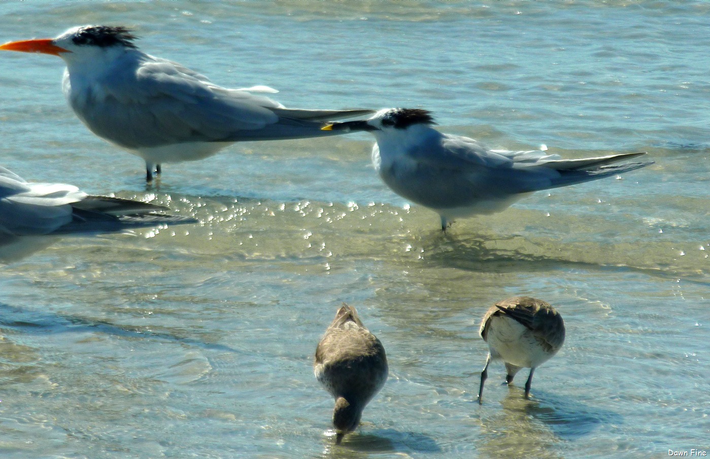 [Sanibel%2520Shell%2520and%2520birds_157%255B6%255D.jpg]
