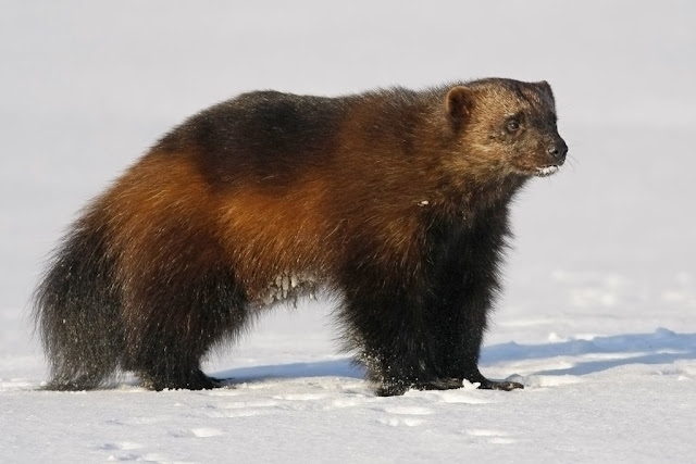 external image 14023.%20Wolverine.jpg