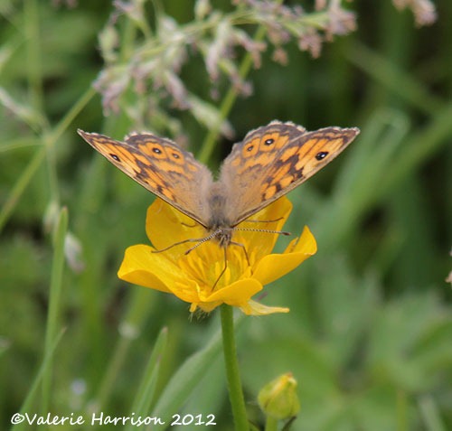 [Wall-butterfly%255B2%255D.jpg]