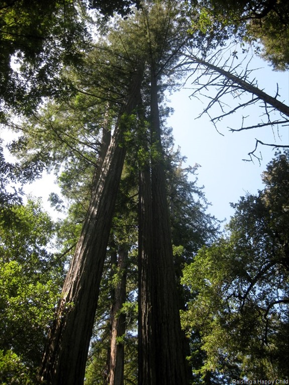 [Redwoods_1%255B3%255D.jpg]