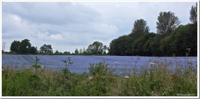 SAM_1053 Field full of blue stuff SAM_1053 Field full of blue stuff