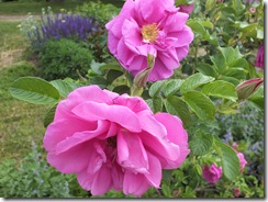 DSCF0522 DSCF0522