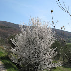 prunus