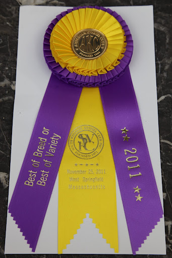 Best of Breed from the South Windsor Kennel Club in West Springfield Massachusetts!