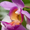IMGP5314-3.jpg
