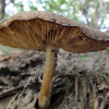 dsc01299.jpg