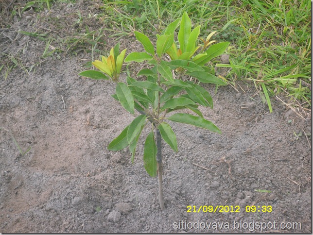 sapota sapota