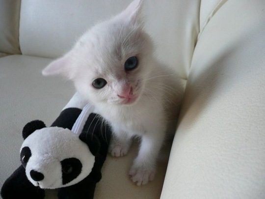 [funny-animals-cute-12%255B2%255D.jpg]