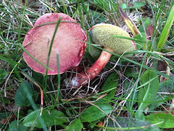 Boletes