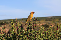 South Africa