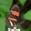 Heliconius butterfly