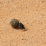 A dung beetle!  That's nearly a tennis-ball-sized ball of poo.