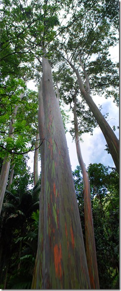 1 - Keane Tree - panorama
