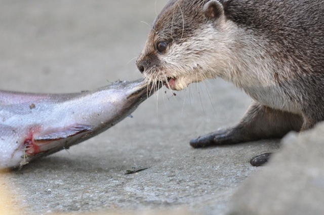 [A%2520solo%2520steal%2521%2520DSC_0449%255B8%255D.jpg]