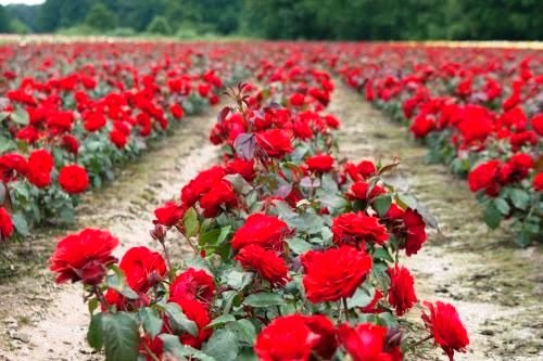 [Rosa%2520Europeana%255B2%255D.jpg]