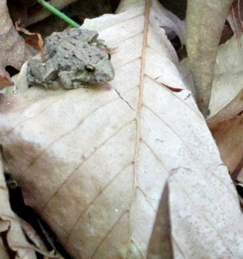 Northern%252520cricket%252520frog