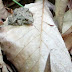 Northern%252520cricket%252520frog