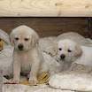 chiots Labrador