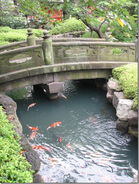 Koi_pond_Asakusa