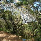 Road to Hana: Cool Tree
