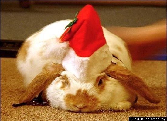 [animales%2520navidad%2520%25286%2529%255B5%255D.jpg]