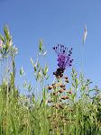 Muscari à toupet